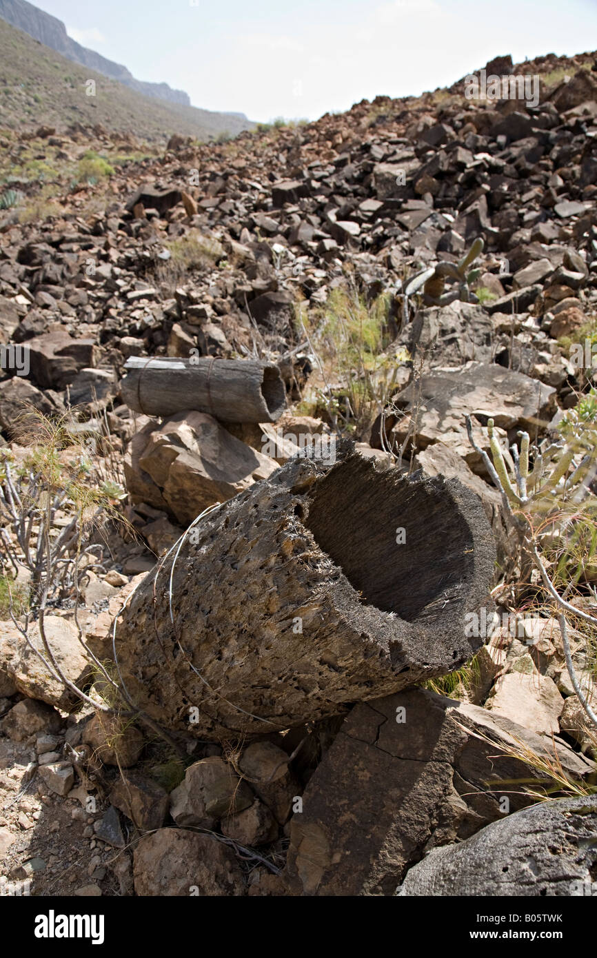 Verlassenen Bienenstock hergestellt aus Kanarische Palme zerstört, wenn der Eigentümer Arteara Grabstätte Gran Canaria "Kanarische Inseln stirbt" Stockfoto