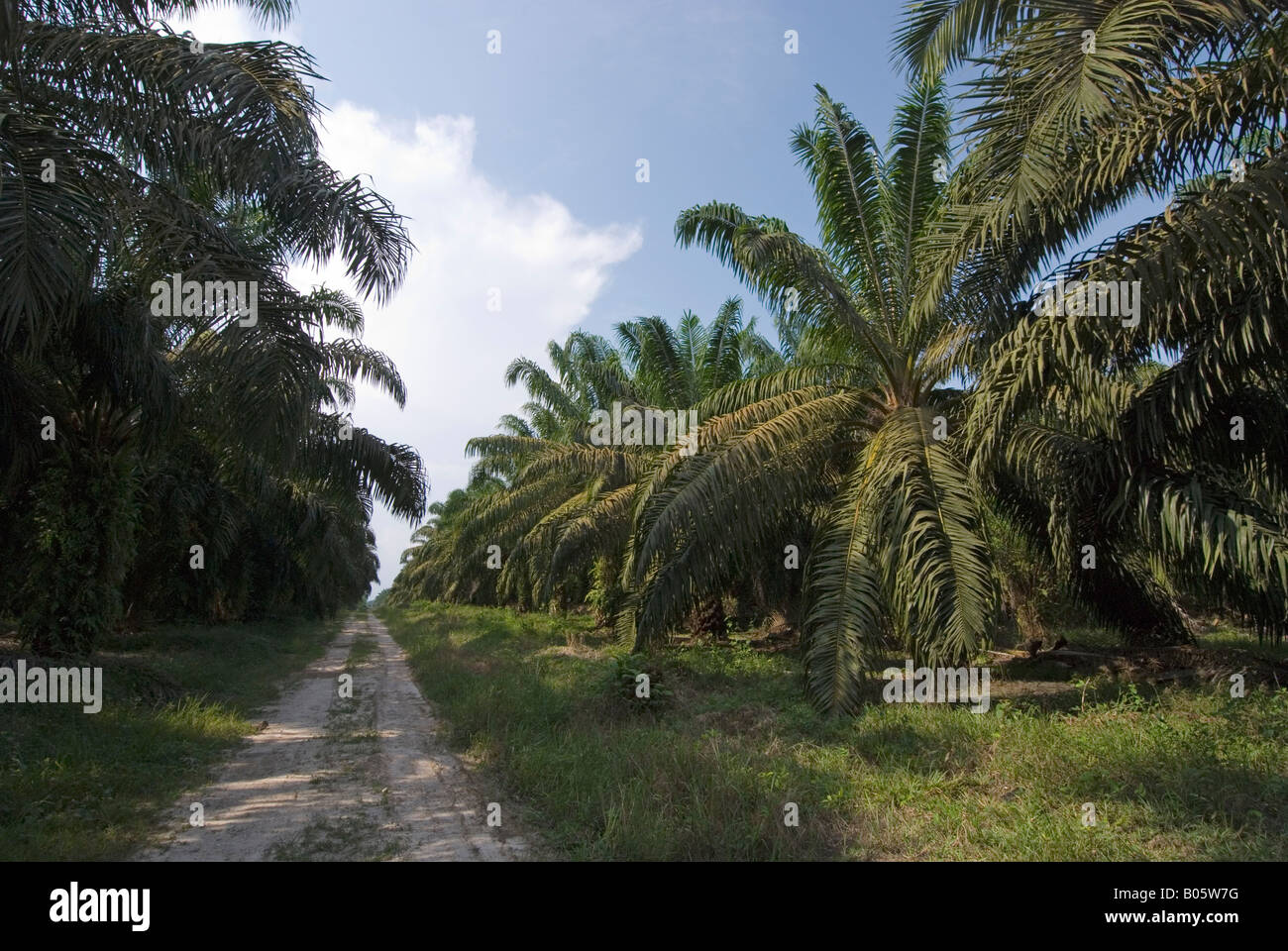 Palmöl-Plantagen in Kalimantan, Borneo Stockfoto