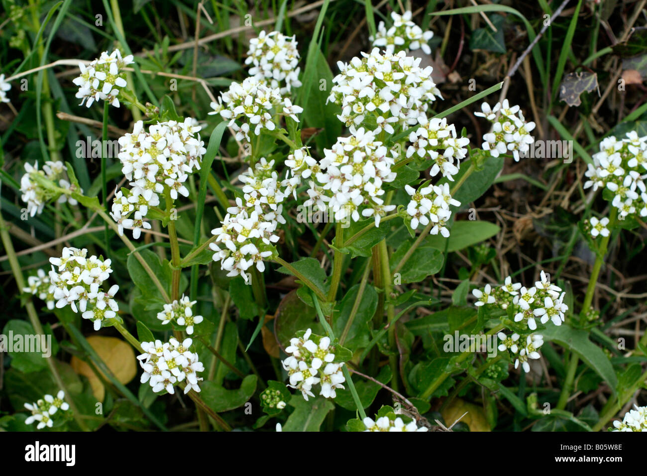 COCHLEARIA ANGLICA GEMEINSAME SKORBUT GRASS ENDE APRIL Stockfoto