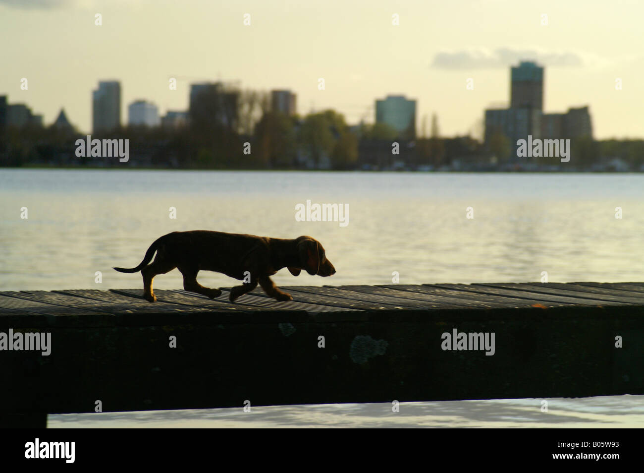 Kleine Welpen Hund Dackel zu Fuß Holzmole in Kralingsee See, Rotterdam-Niederlande Stockfoto