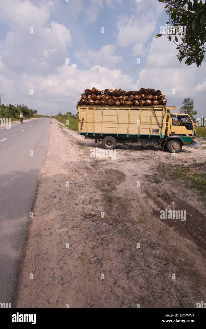 Palm Öl auf einem LKW in Kalimantan, Borneo Stockfoto