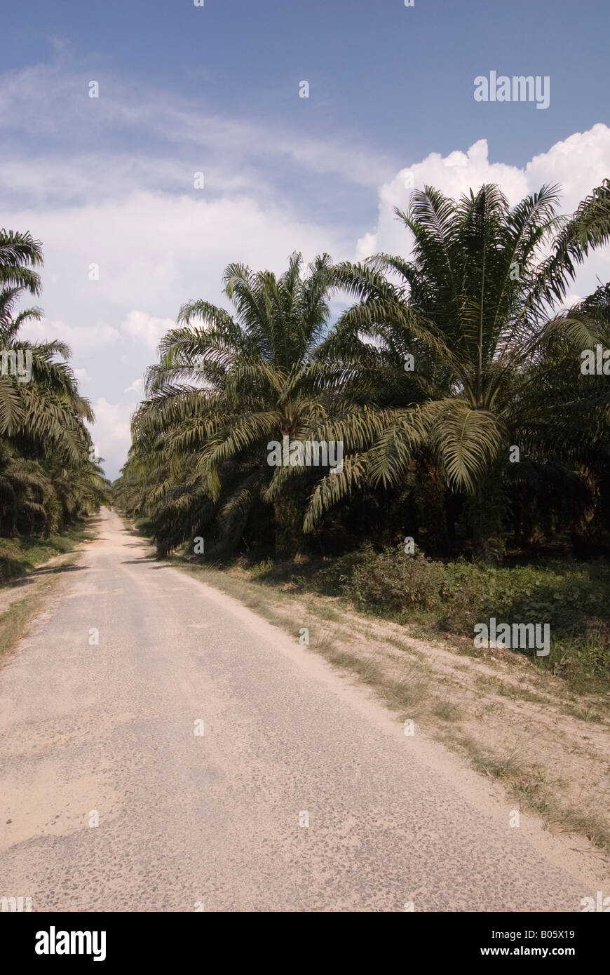 Palmöl-Plantagen in Kalimantan, Borneo Stockfoto