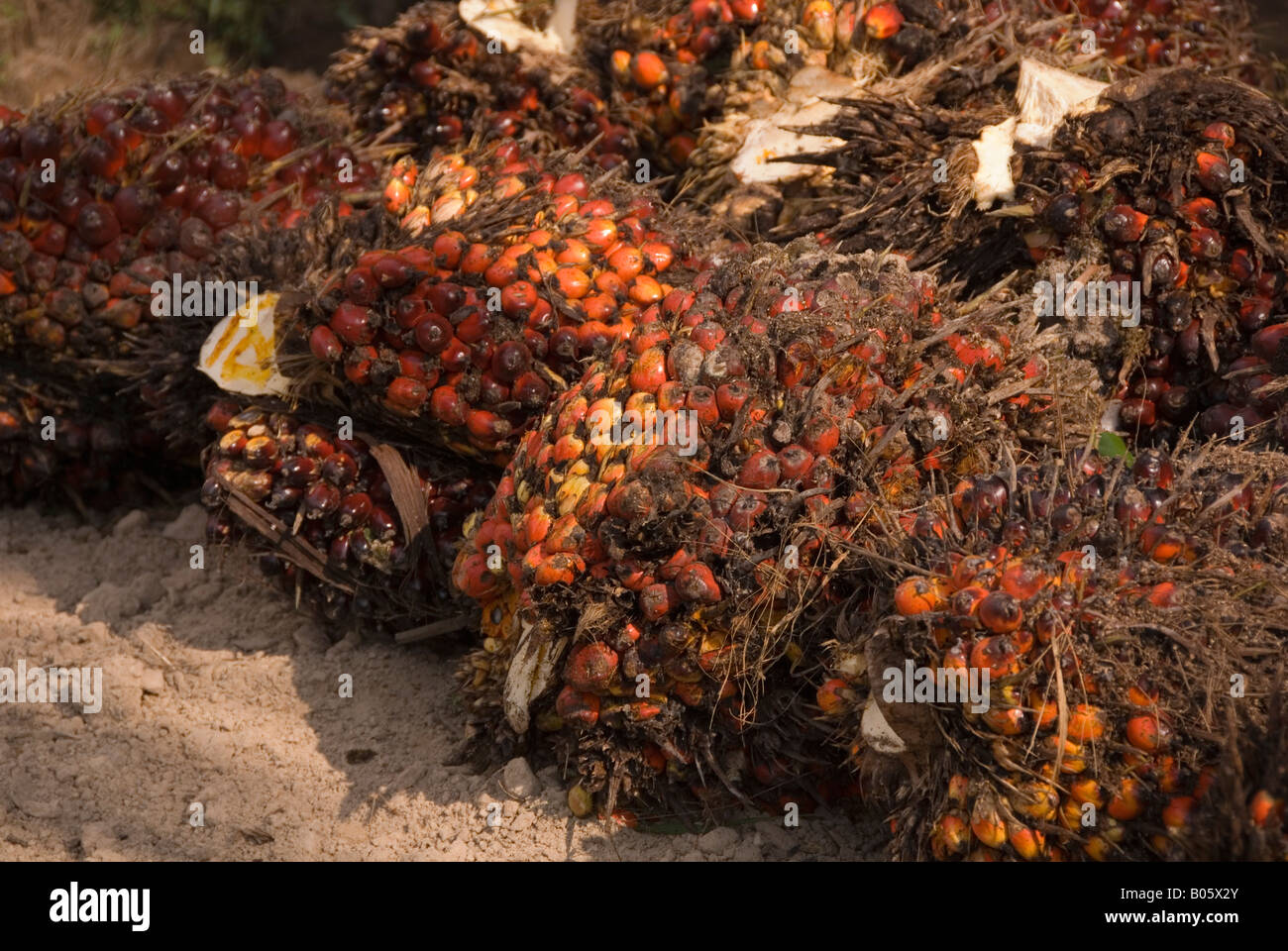 Palmöl in Kalimantan, Borneo Stockfoto