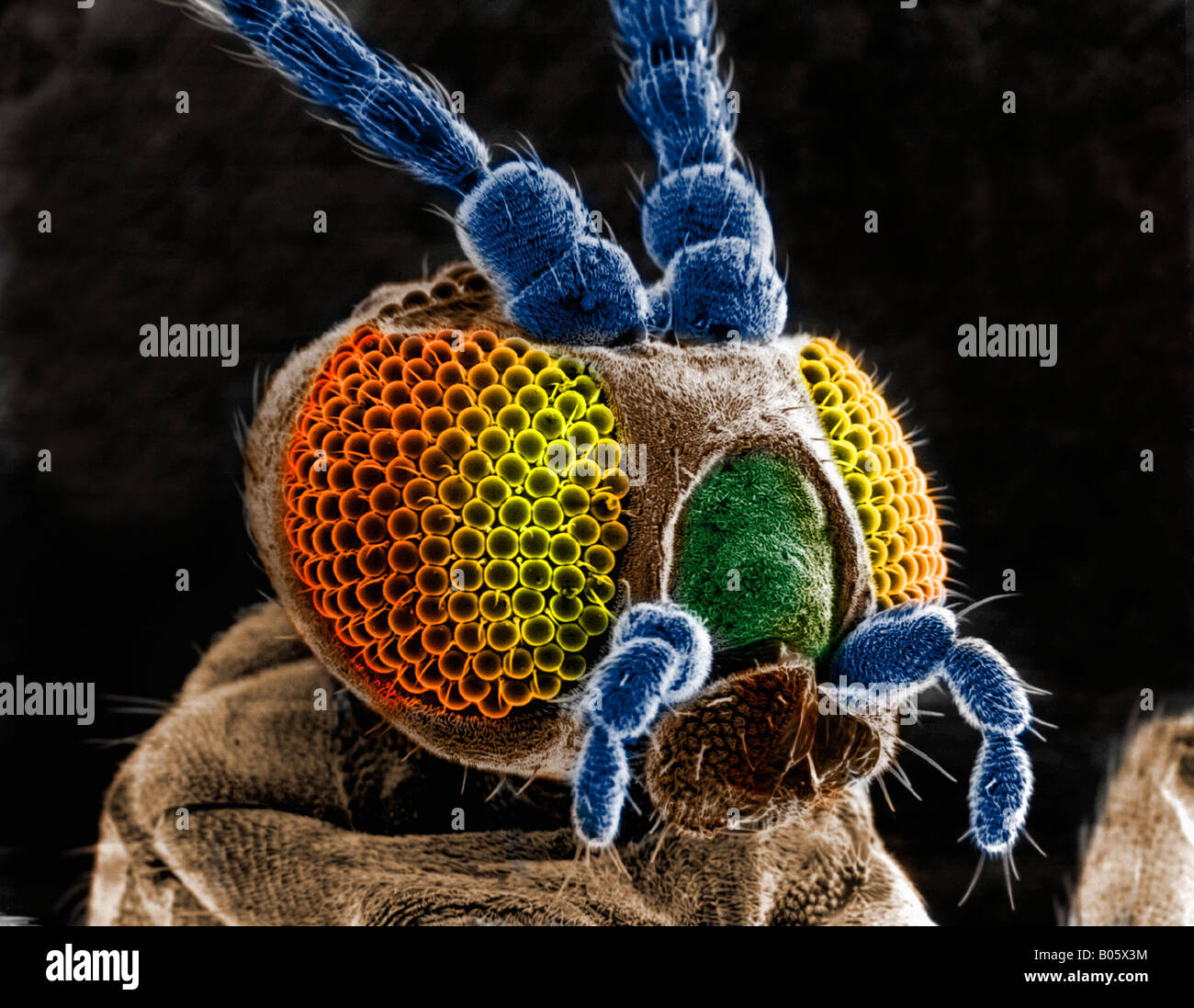 Leiter der Schmetterling gesehen durch ein EM-Mikroskop Stockfoto