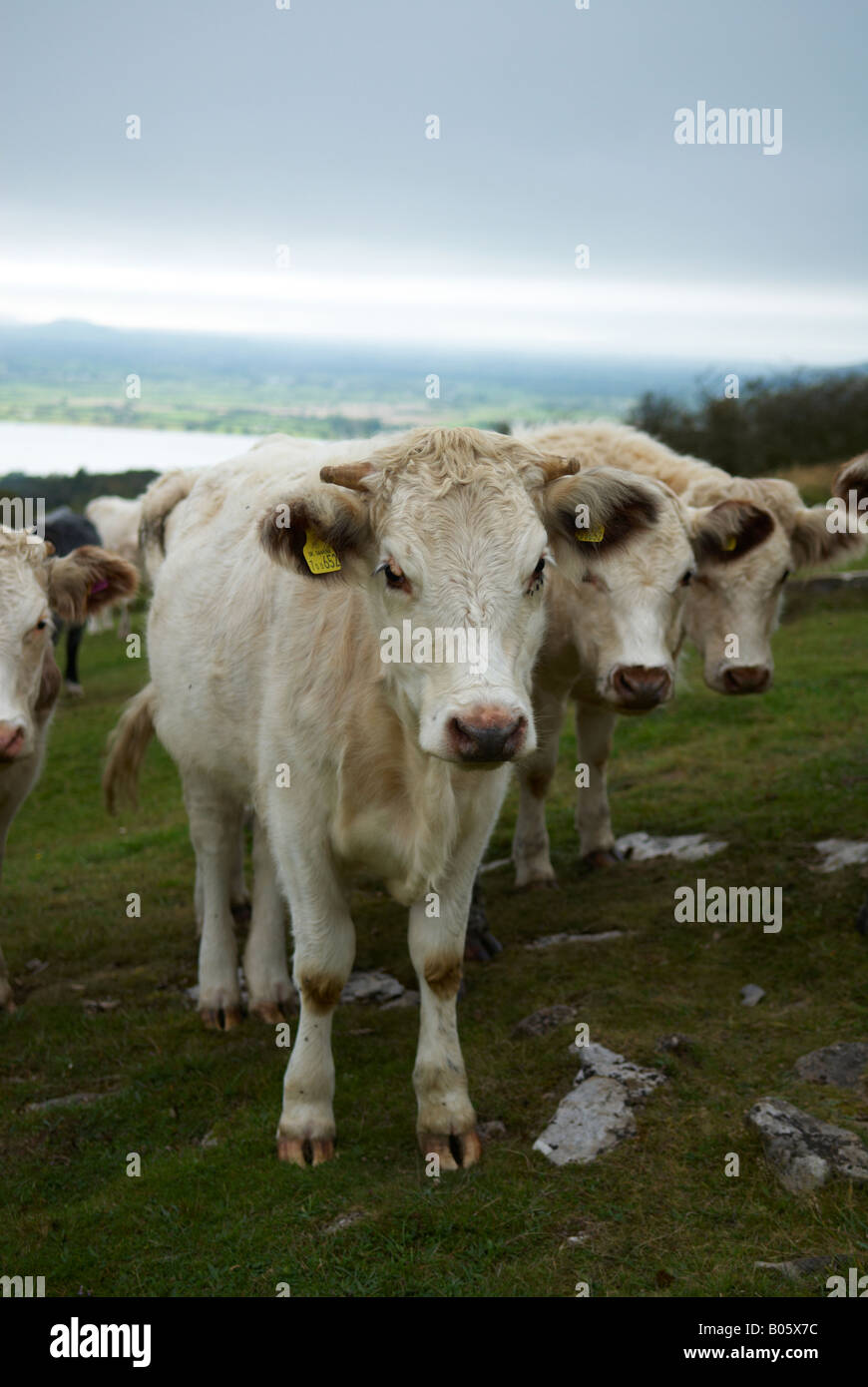 Junge sucht weiß / graue Kühe auf der Oberseite Cheddar Gorge Stockfoto