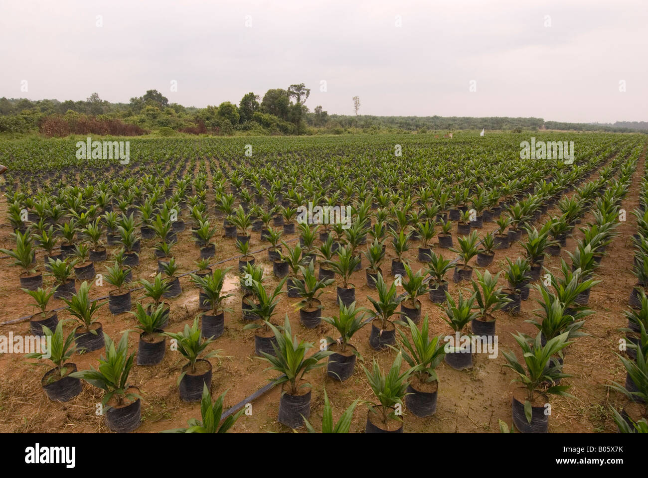 Palmöl in Kalimantan, Borneo Baumschule Stockfoto