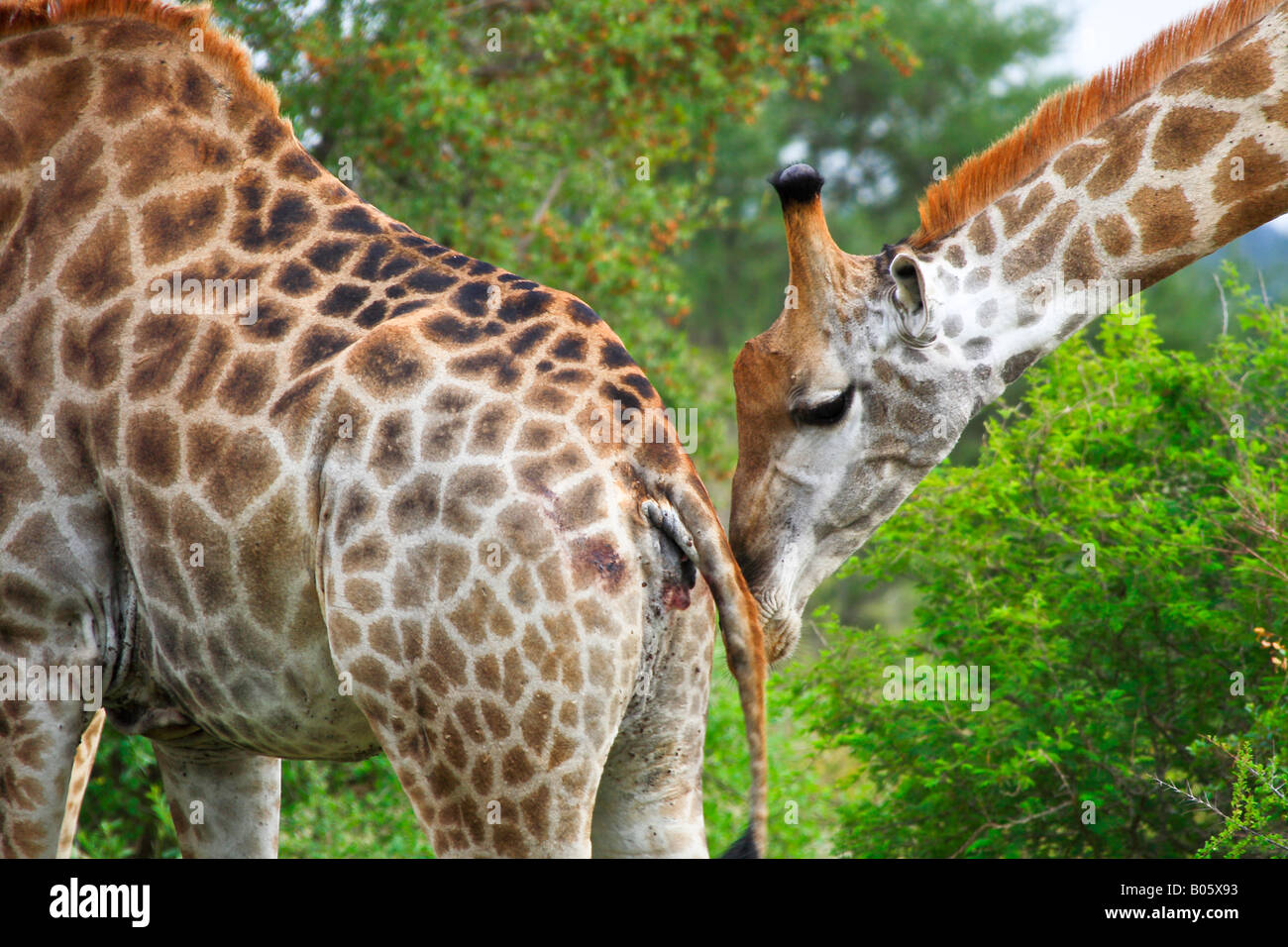 Giraffe im Krüger Nationalpark, Südafrika Stockfoto