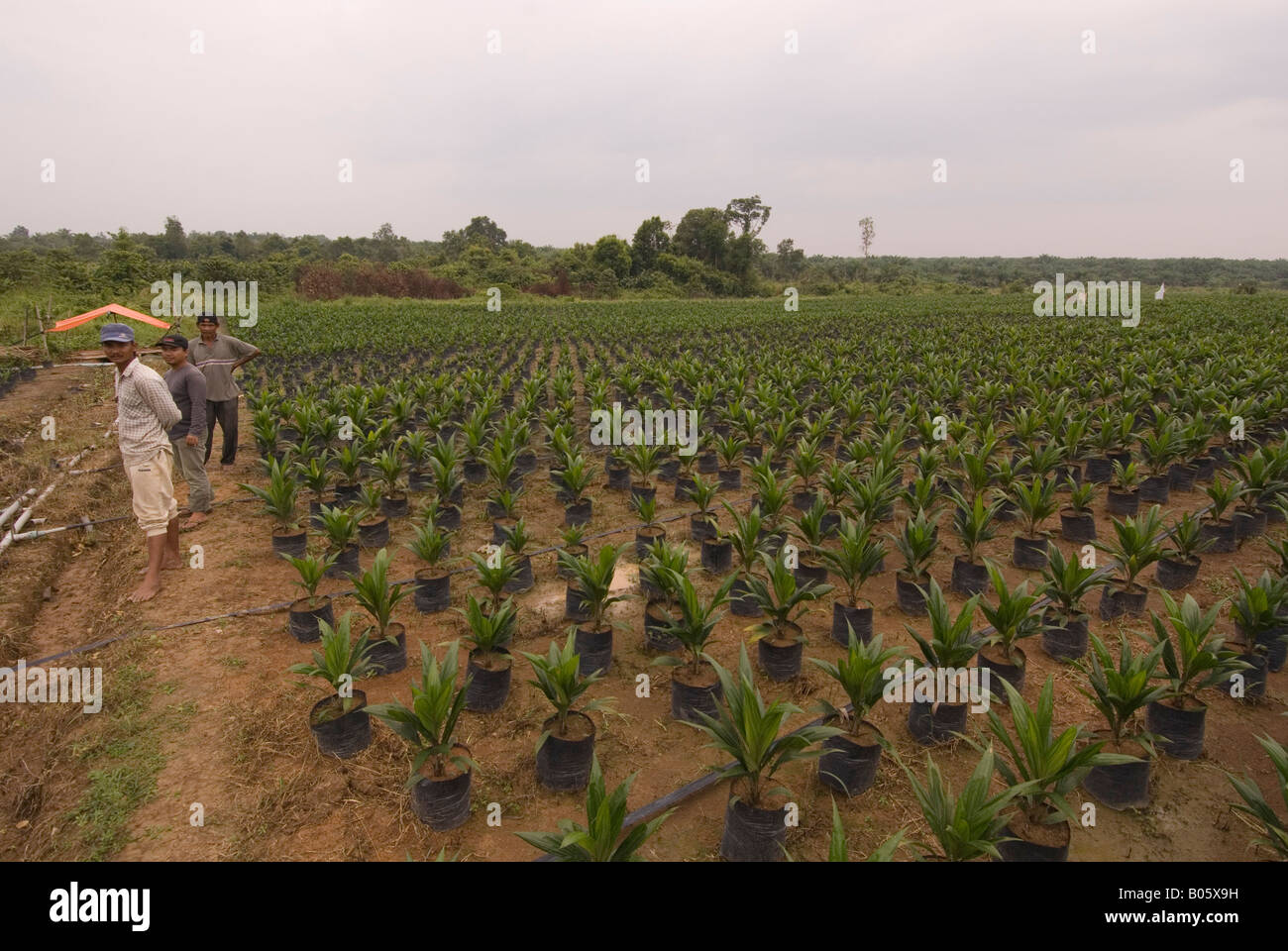 Indonesische Arbeiter in einer Gärtnerei Palmöl in Kalimantan, Borneo Stockfoto