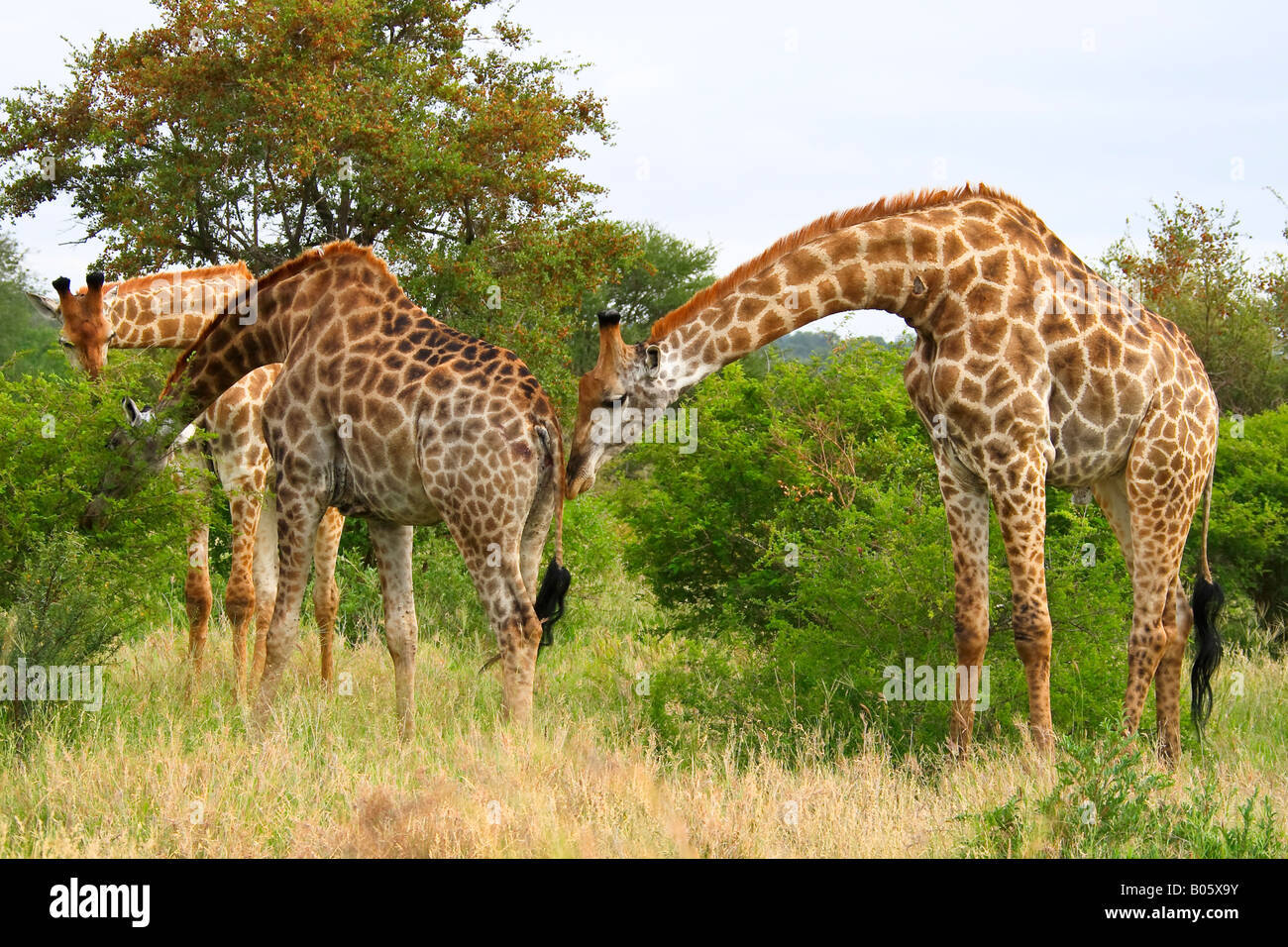 Giraffe im Krüger Nationalpark, Südafrika Stockfoto
