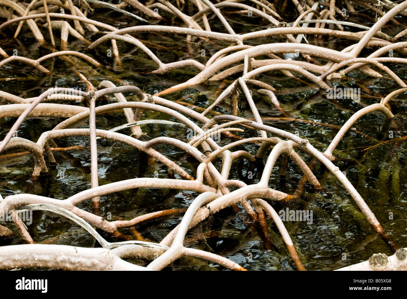 Mangrovewurzeln, Florida Keys Stockfoto