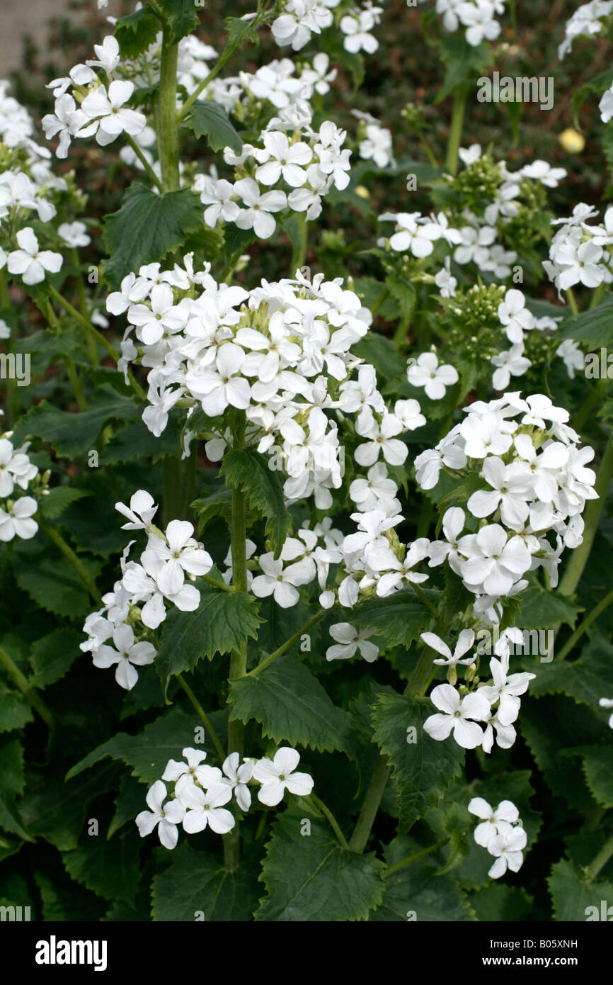 Lunaria Annua Alba Weisse Ehrlichkeit Stockfotografie Alamy