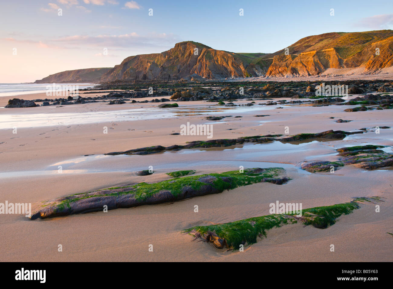 Seetang bedeckt erodierten Felsenleisten an der Sandymouth Bucht in Cornwall England Stockfoto
