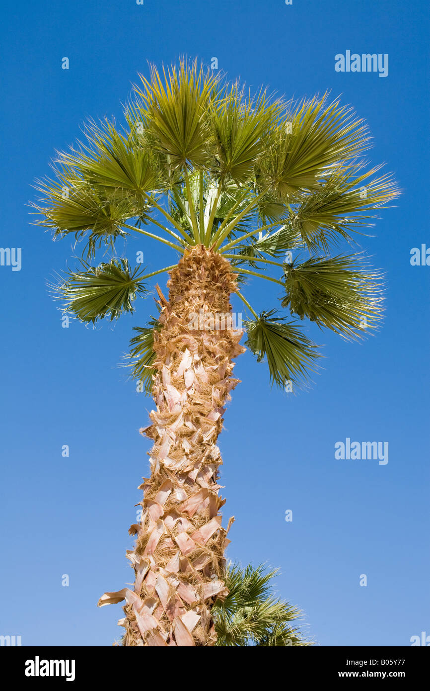 Palme vor strahlend blauem Himmel in Luxor Ägypten Stockfoto