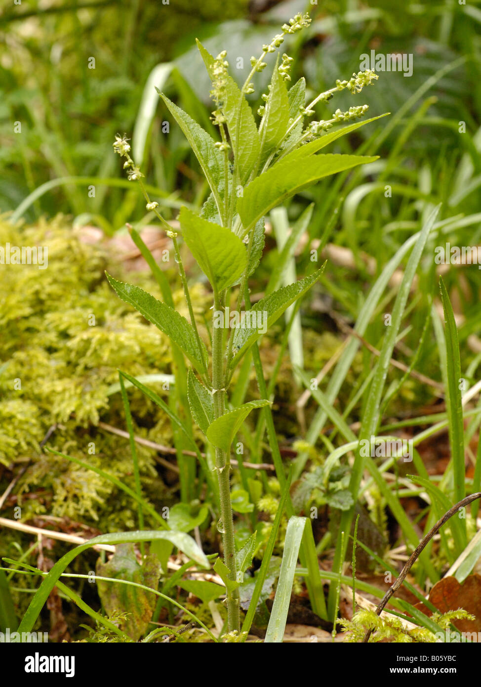 Hund es Quecksilber, Mercurialis perennis Stockfoto