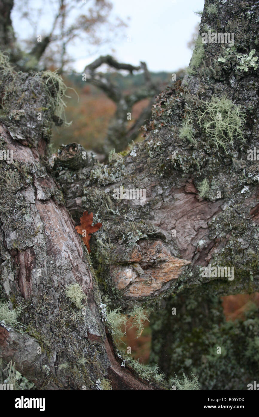 Baum, Dartmoor, Devon, England Stockfoto