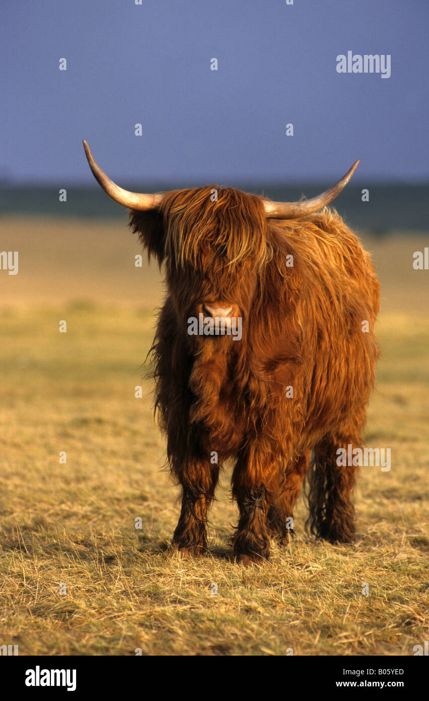 Highland Kuh-Schottland Stockfoto