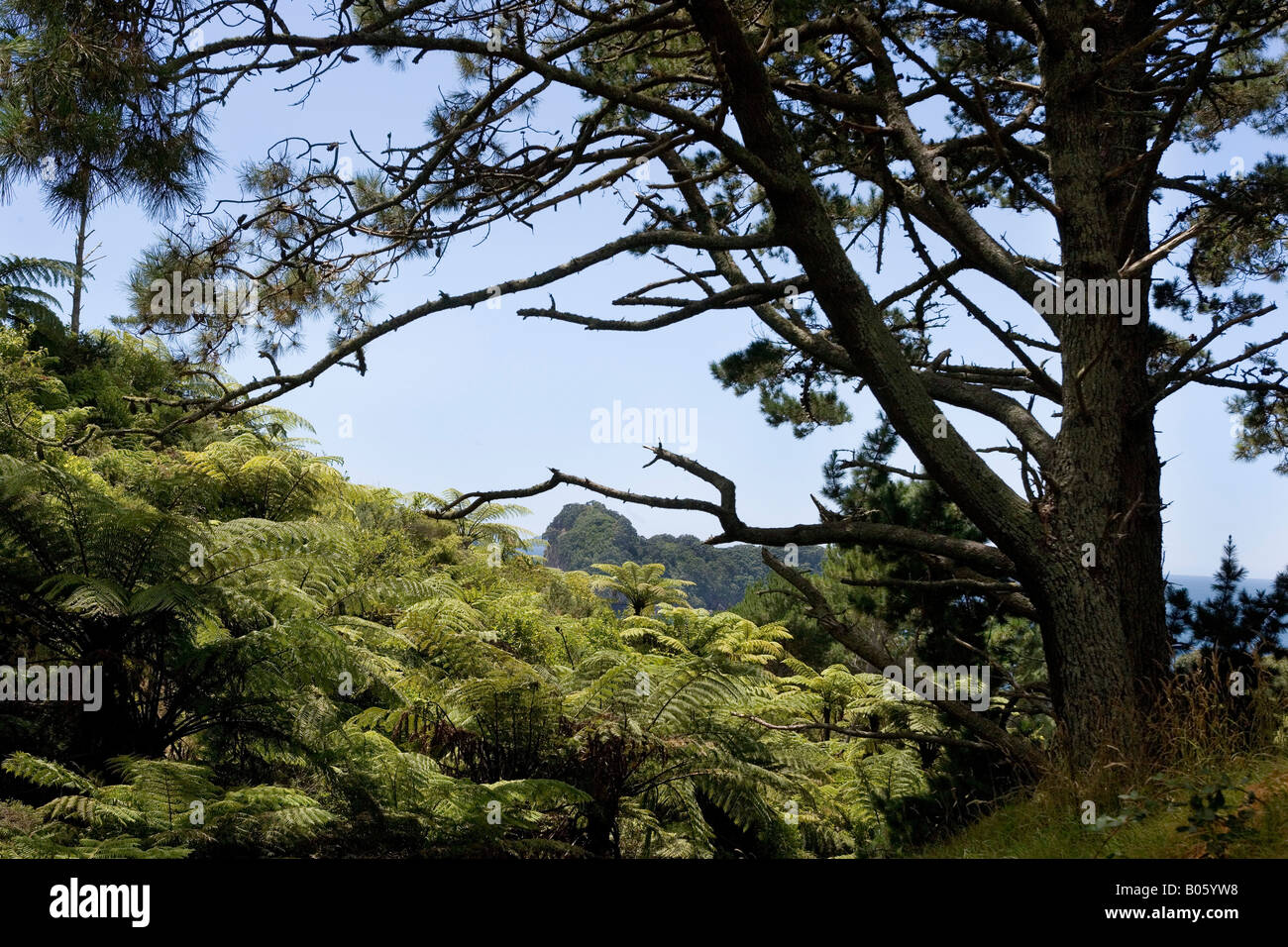 Blick über den Regenwald am Cathedral Cove Natur reserve, Coromandel Peninsula, Neuseeland Stockfoto