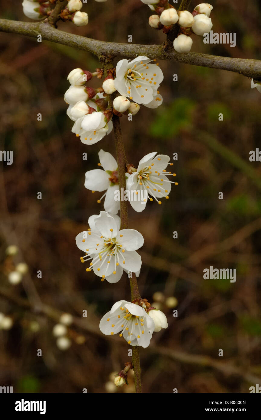 Wilde Blume Pflaume, Prunus domestica Stockfoto