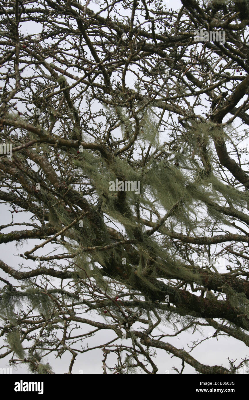 Moos am Baum, Dartmoor, Devon, England Stockfoto