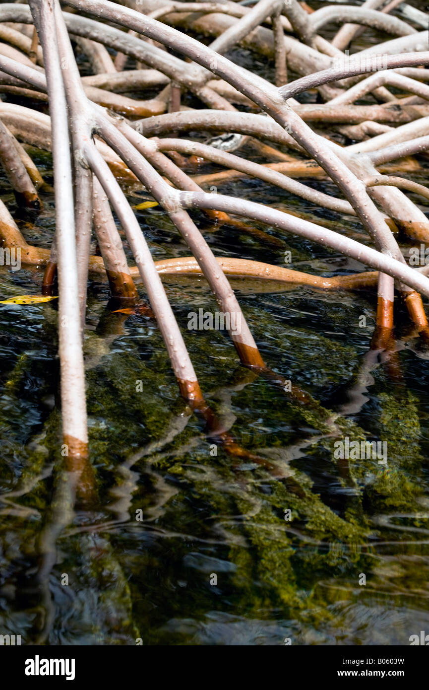 Mangrovewurzeln, Florida Keys Stockfoto