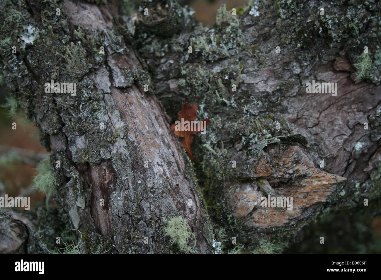 Baum auf Dartmoor, Devon, England Stockfoto