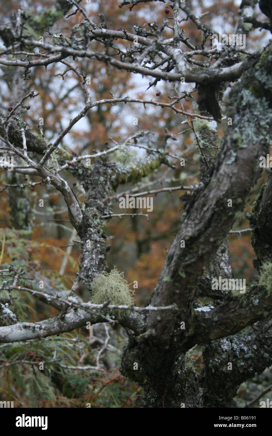 Baum auf Dartmoor, Devon, Engalnd Stockfoto