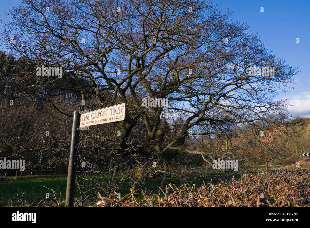 Kapaun Baum historischen 500 Jahre alten Eiche Überbleibsel der alten Jed-Wald in der Nähe von Jedburgh Scottish Borders Stockfoto