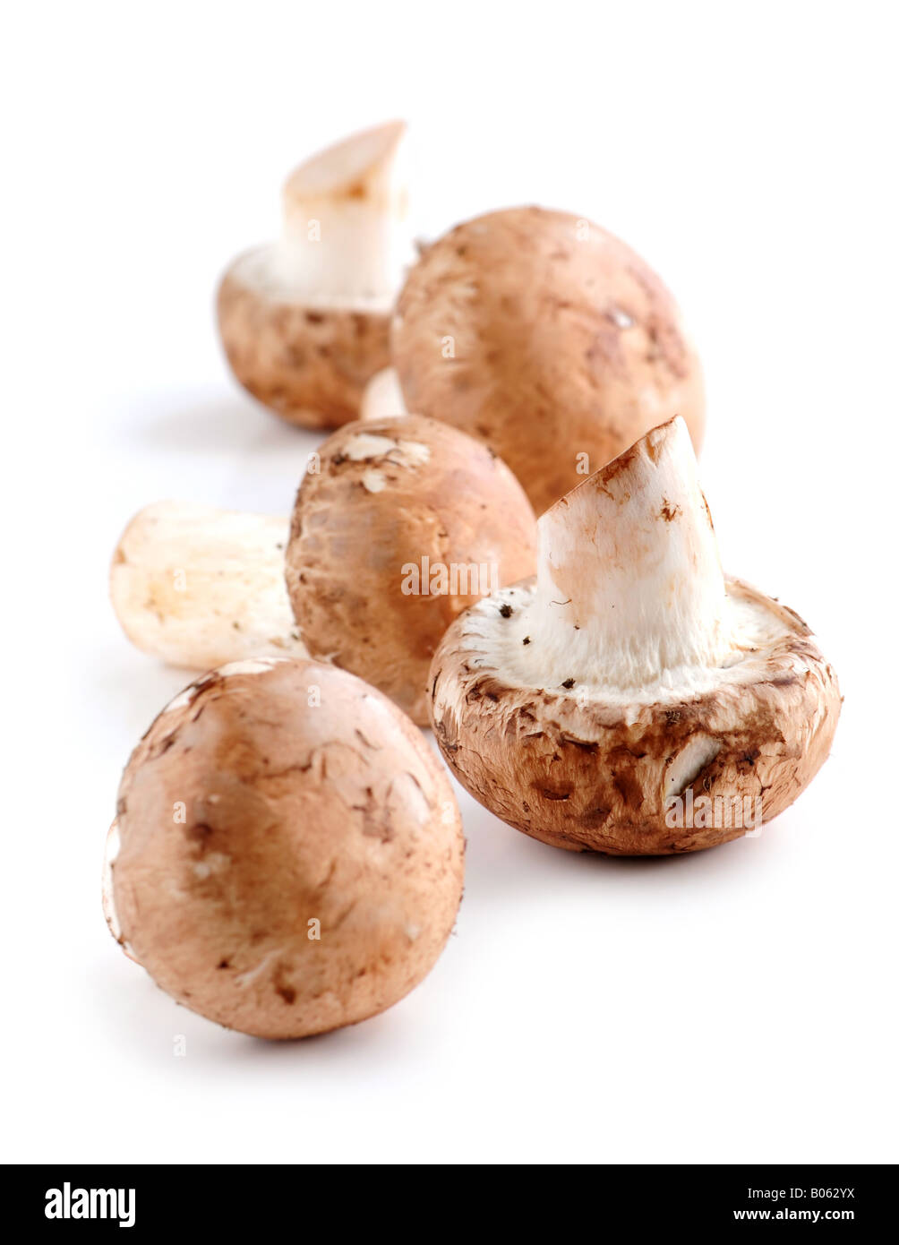 Braune Cremini- oder junge Potrobello Pilze isoliert auf weißem Hintergrund Stockfoto