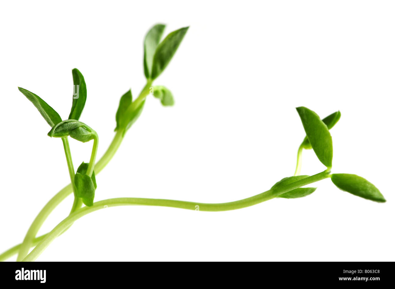 Junge grüne Erbse keimt isolierten auf weißen Hintergrund Stockfoto