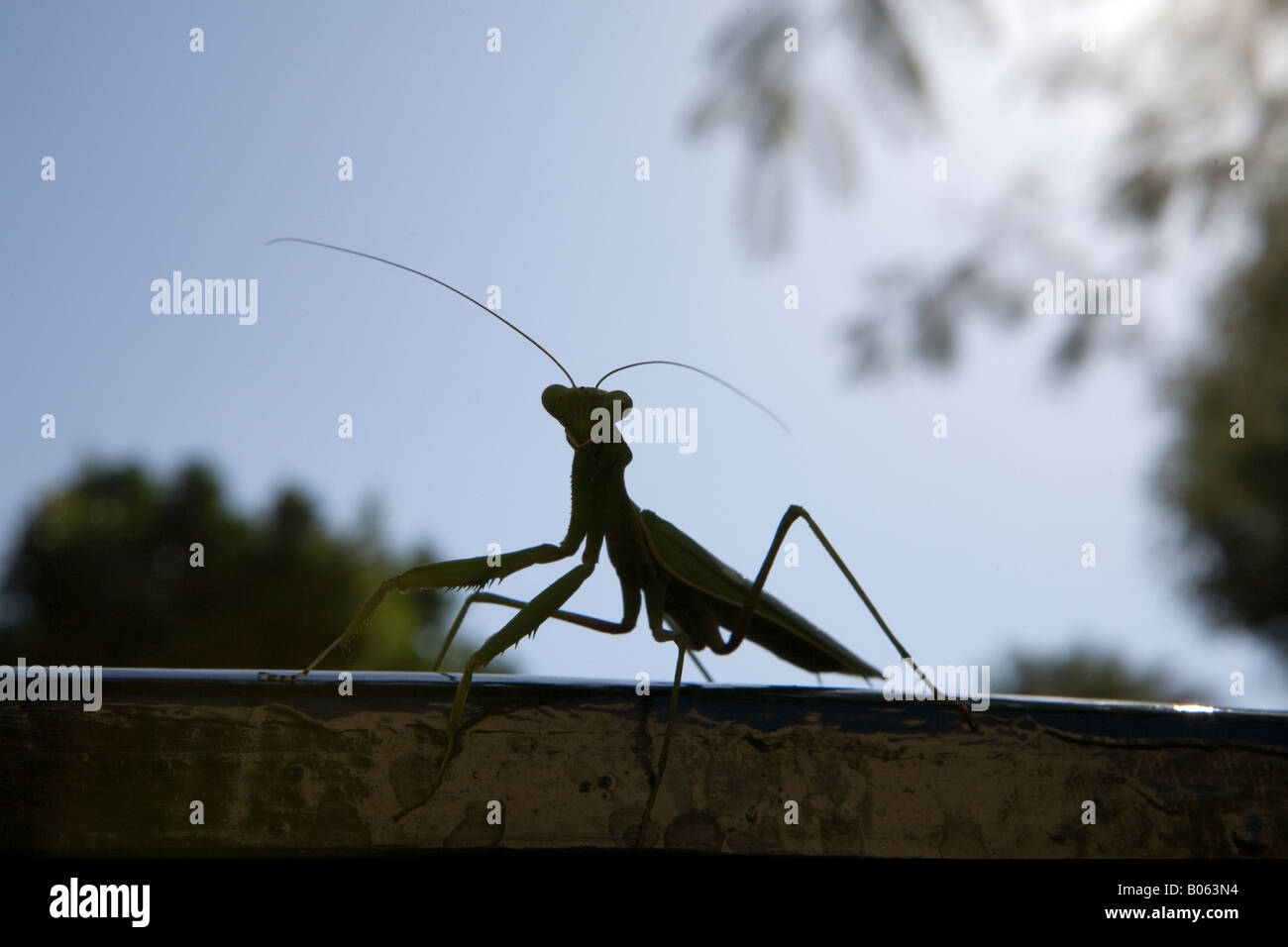 Silhouette der Gottesanbeterin gegen Himmel Stockfoto