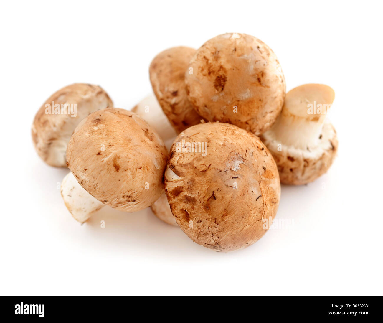 Braune Cremini- oder junge Potrobello Pilze isoliert auf weißem Hintergrund Stockfoto