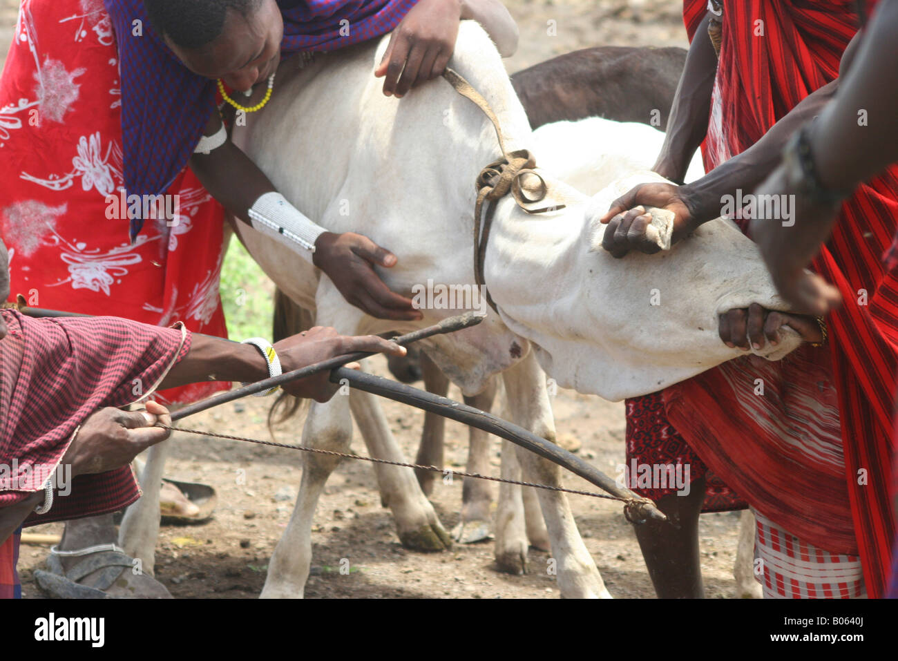 Afrika Tansania Lake Eyasi Maasai Männern Blutungen eine Kuh, die Blut-Milch  zu produzieren, sie trinken Stockfotografie - Alamy