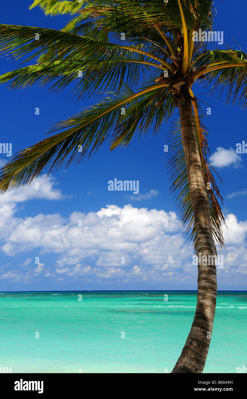 Malerische Aussicht auf das Karibische Meer mit Palme Stockfoto