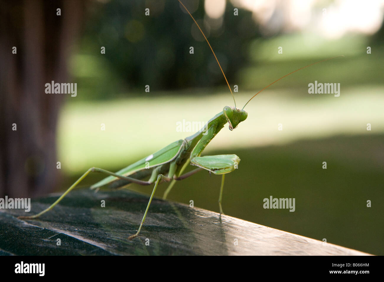 Gottesanbeterin-stalking-Opfer Stockfoto