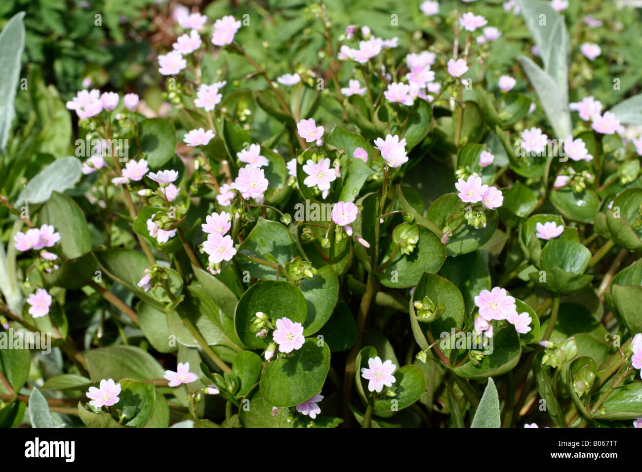 CLAYTONIA SIBIRICA Stockfoto