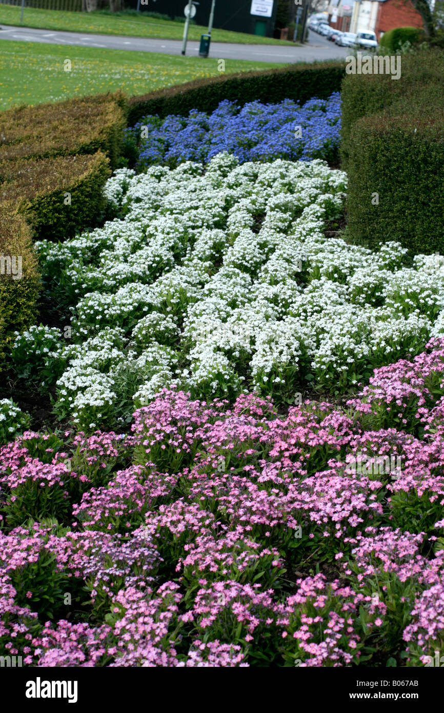 VERGISS MICH NICHT MYOSOTIS SYLVATICA IN BLAU ROSA UND WEIß Stockfoto