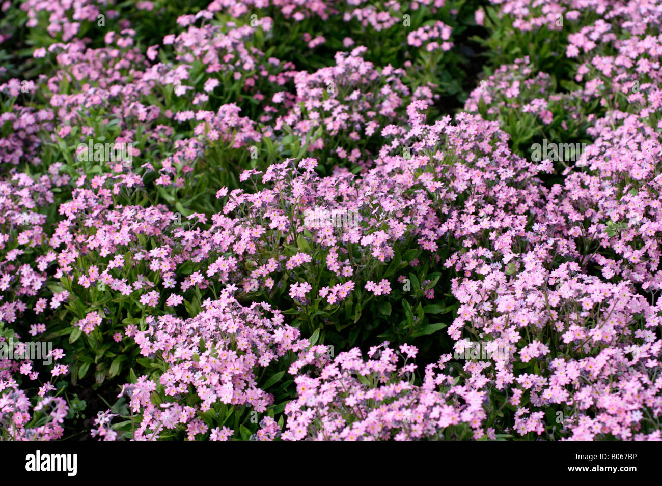 VERGISS MICH NICHT MYOSOTIS SYLVATICA IN ROSA Stockfoto
