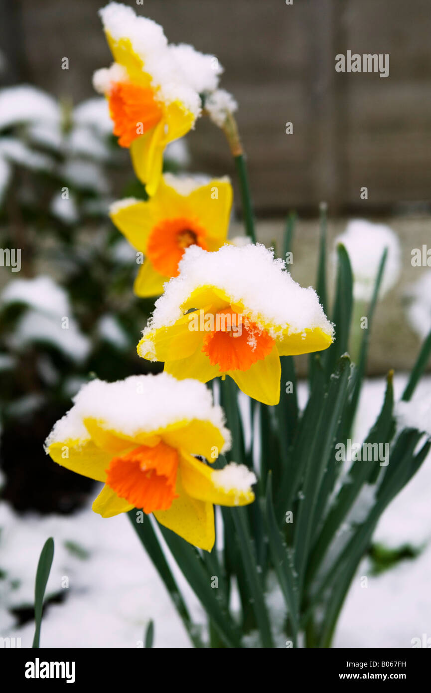 Narzissen im Schnee Stockfoto