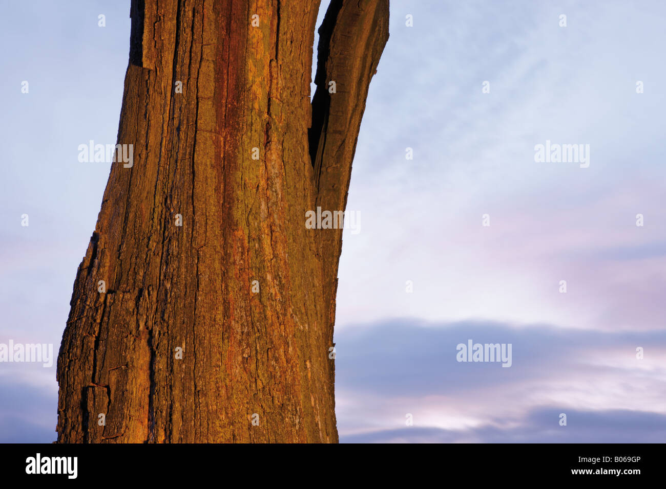 Landschaftsansicht eines verfallenden Baumes in der Dämmerung, Nottinghamshire, Großbritannien Stockfoto