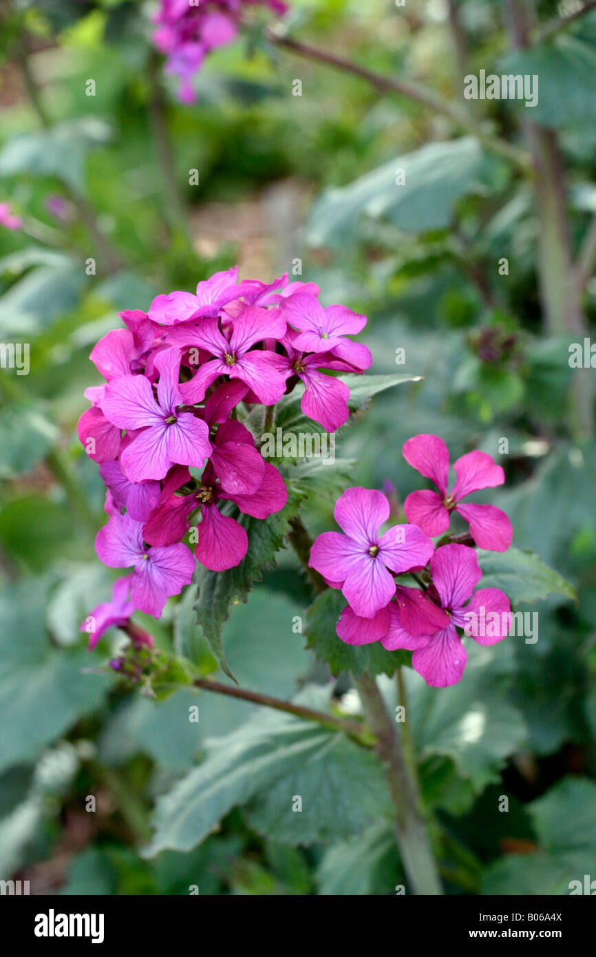 LUNARIA ANNUA DUNKLE FORM DER EHRLICHKEIT Stockfoto