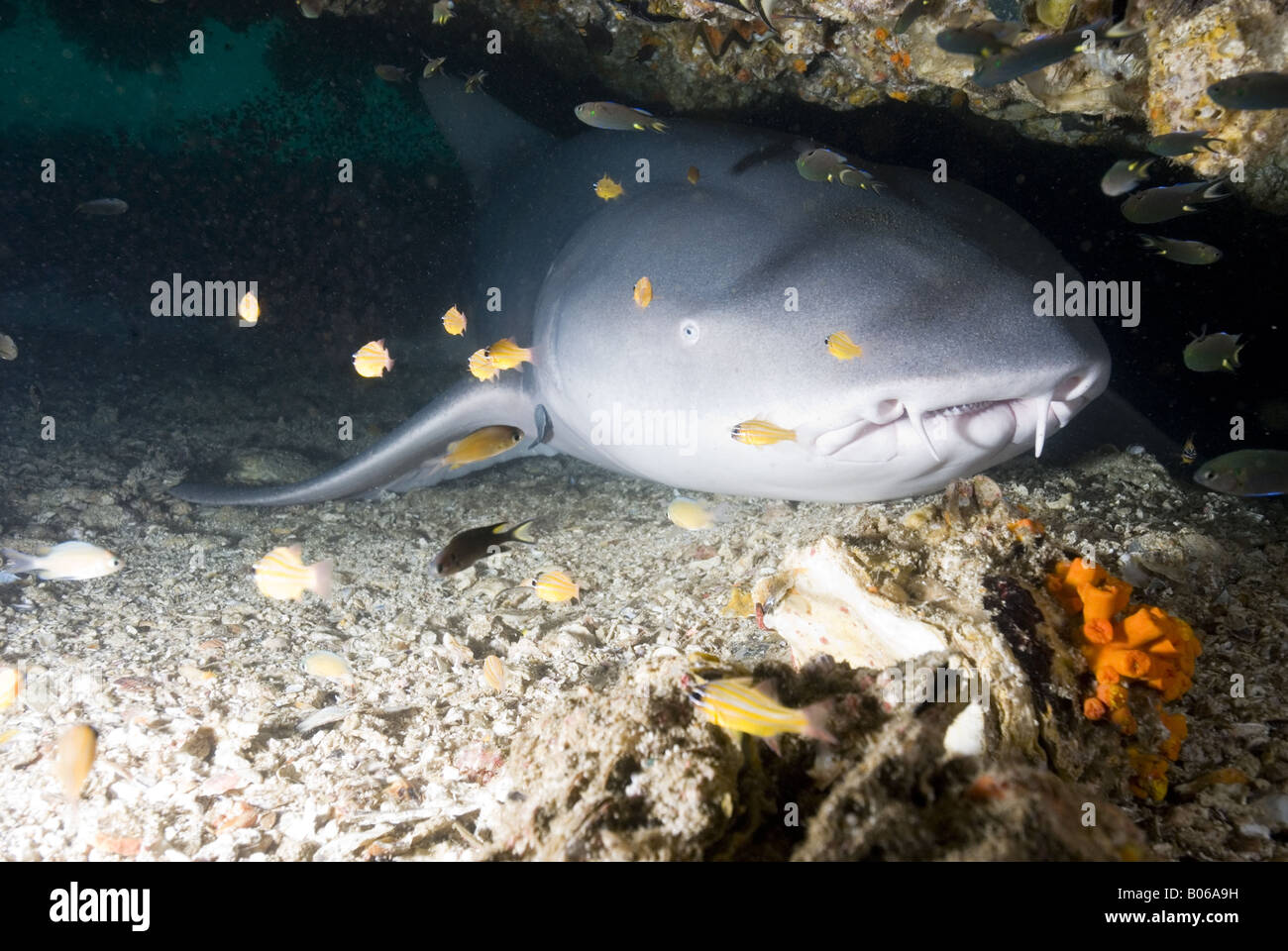 Ammenhai liegen in einer Höhle unter Wasser Stockfoto