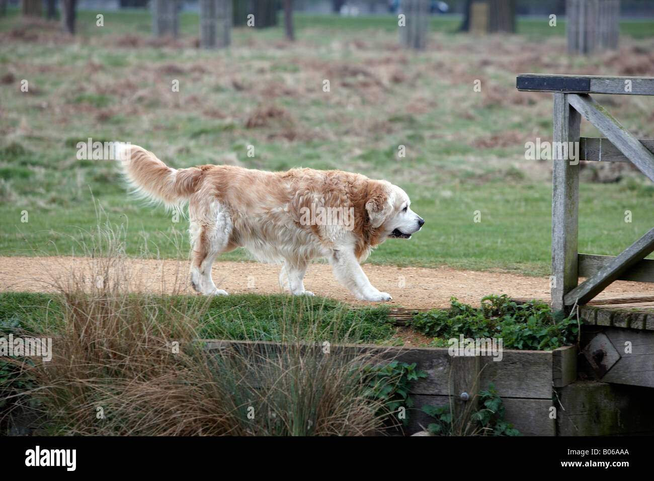 Eine alte Labrador-Retriever, im Park spazieren. Stockfoto
