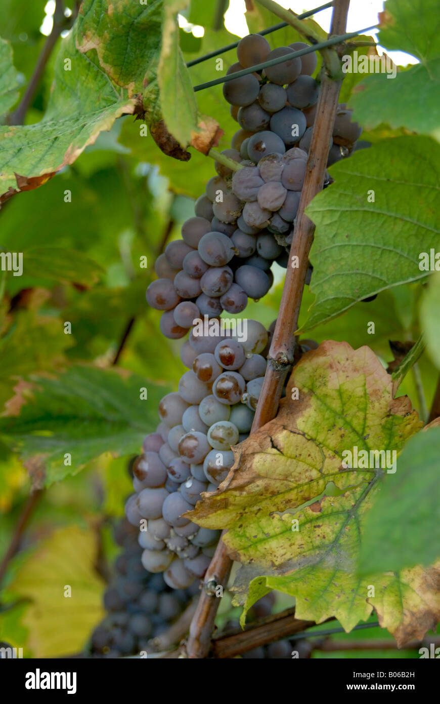 Europa, Deutschland, Hessen, Rüdesheim am Rhein, Ernte im Weingut entlang des Rheins Stockfoto