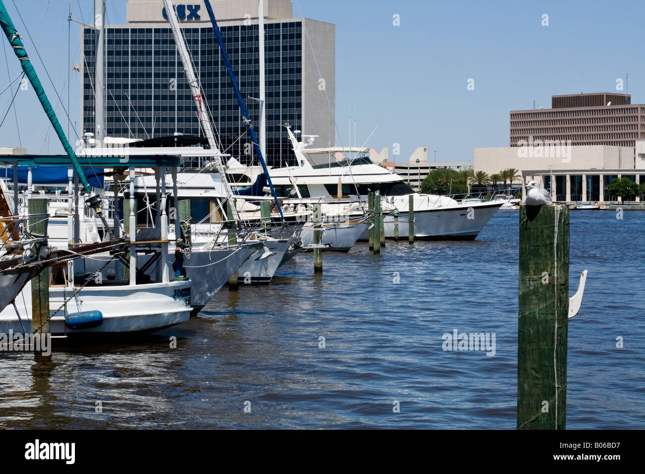 Möwe sitzt auf einem hölzernen Stapeln von Yachten im Wasser am St. Johns River mit Downtown Jacksonville als Hintergrund Stockfoto