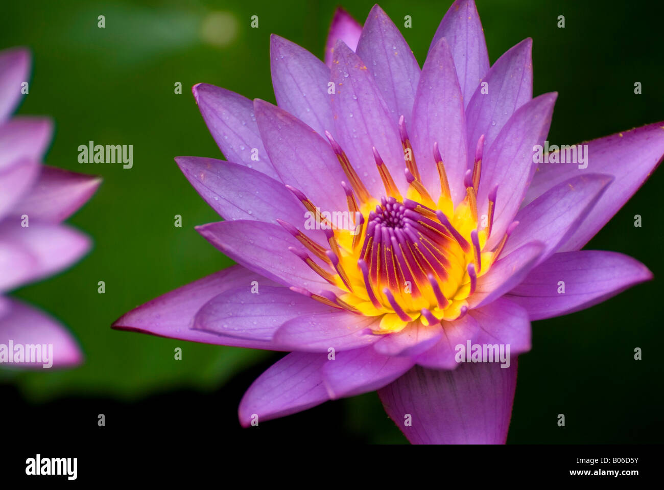 Lotusblüte, Sri Lanka Stockfoto