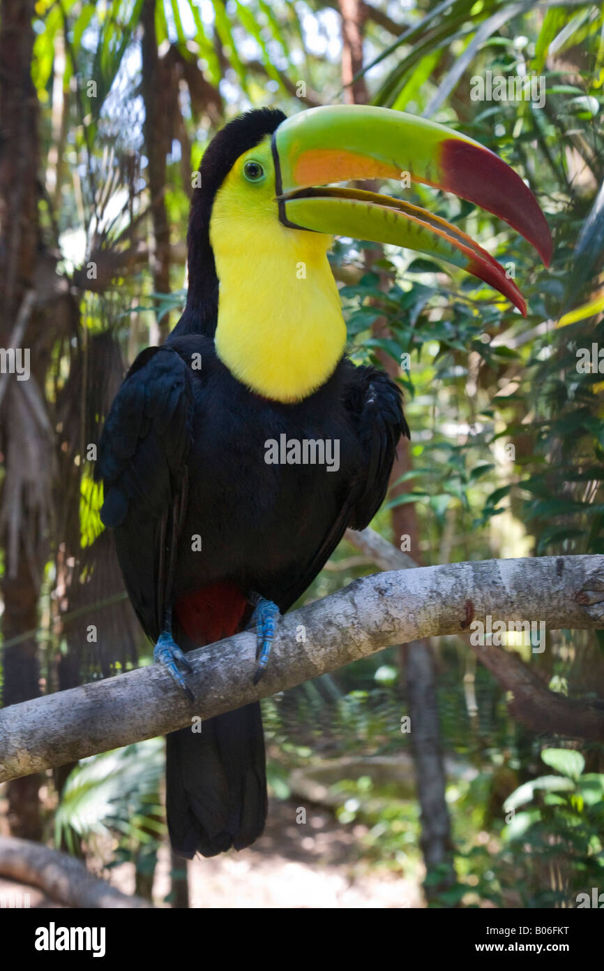 Belize, Kiel-Billed Toucan Stockfoto