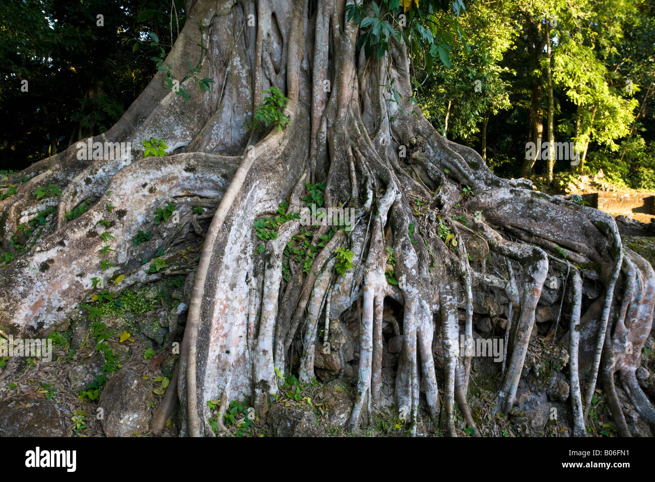 Belize, Lamanai, Wurzeln des Baumes Stockfoto