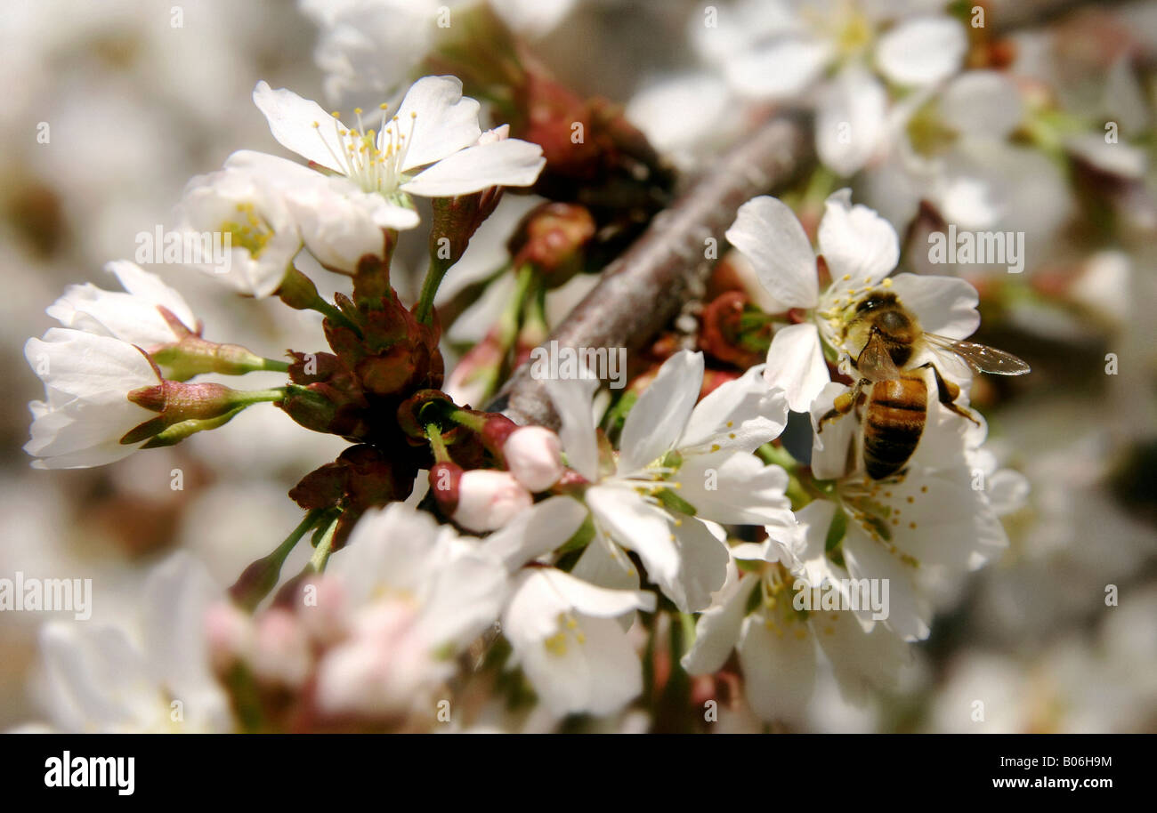 Soft-Fokus Bild der Honigbiene ruht auf Blumen von einem weinenden Kirschbaum... mit Pollen Sacs sichtbar. Stockfoto