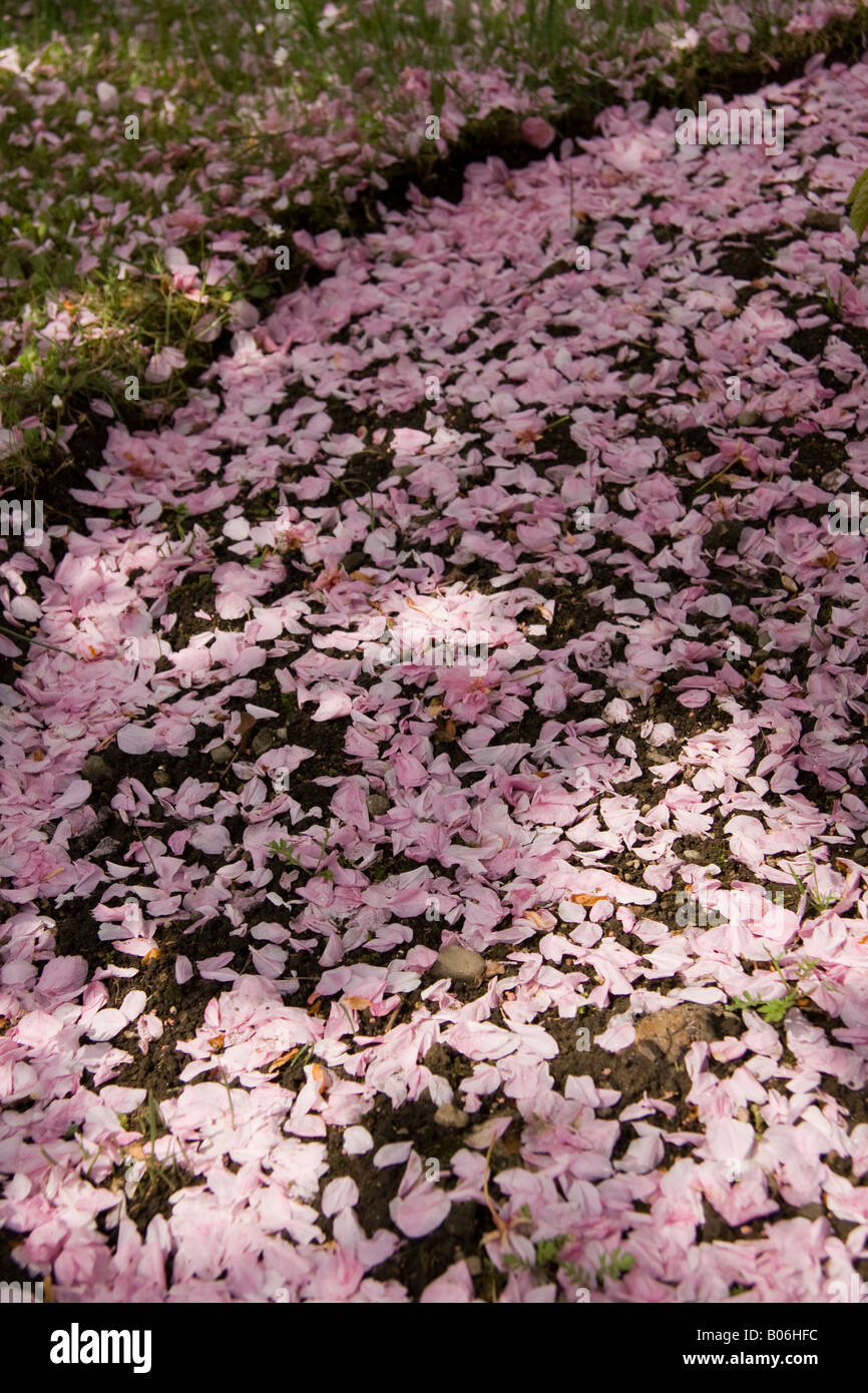 Blütenblätter Stockfoto