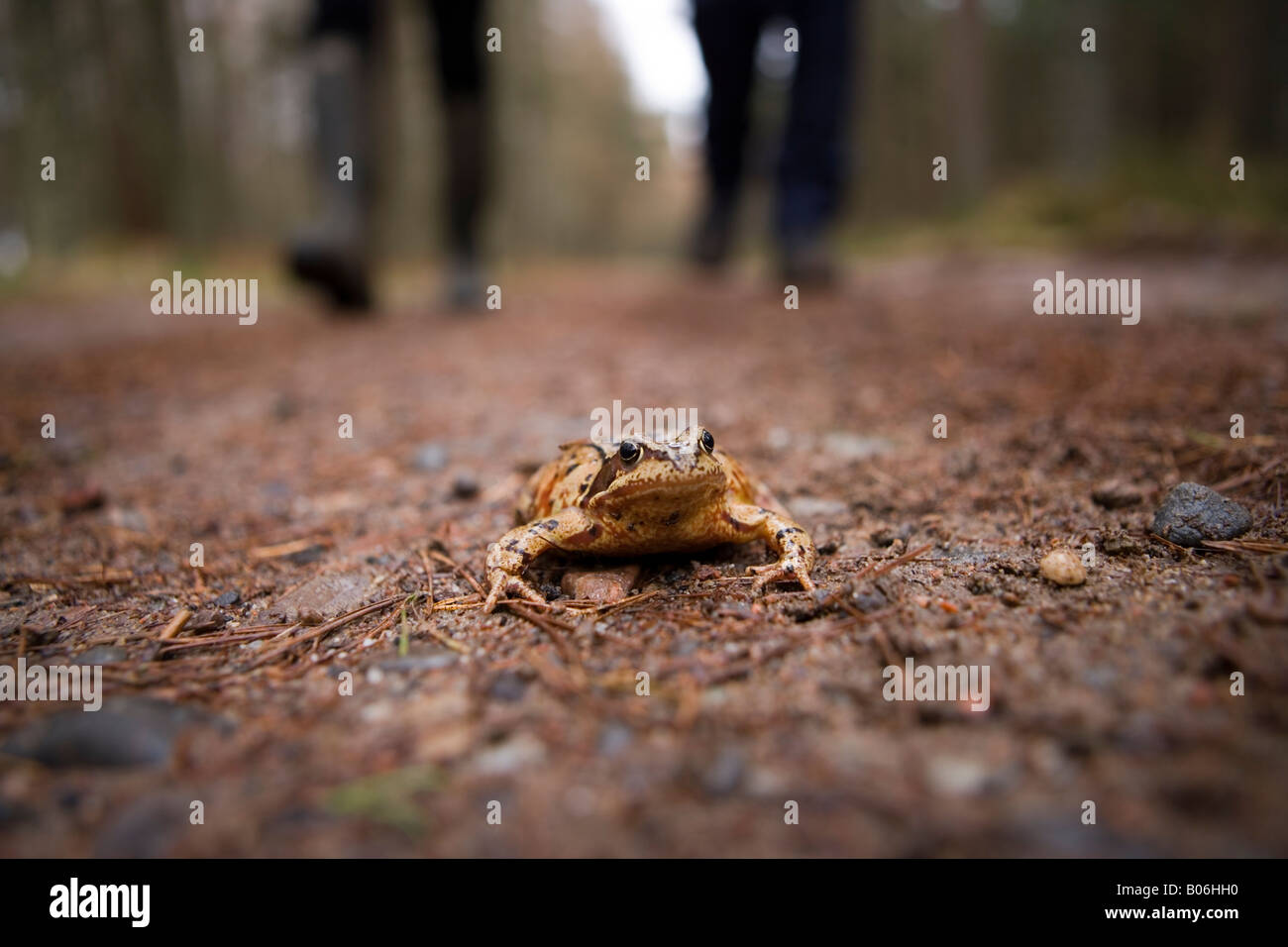 Spaziergänger im Wald nähert sich einen Frosch saß auf ihrem Weg Inverness Schottland, Vereinigtes Königreich Stockfoto